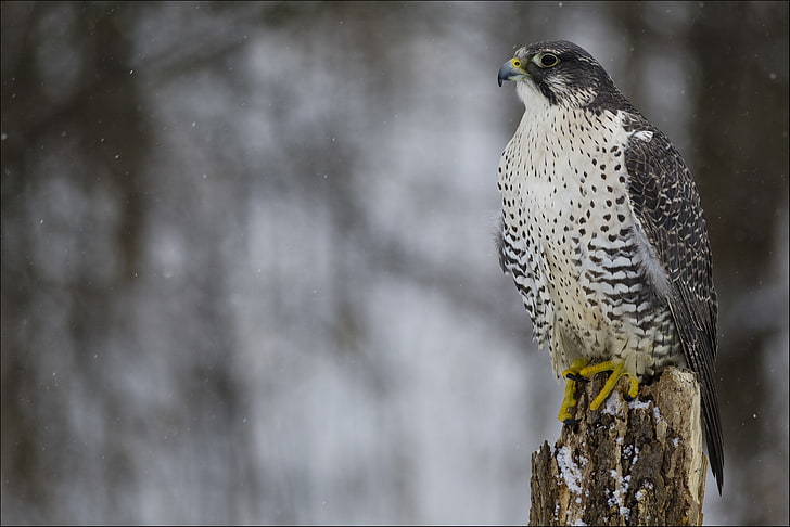 winter, look, snow, bird, predator, profile, Falcon, Merlin, HD wallpaper