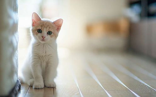 주황색과 흰색 얼룩 고양이, 새끼 고양이, 아기, 앉아, 빛, HD 배경 화면 HD wallpaper