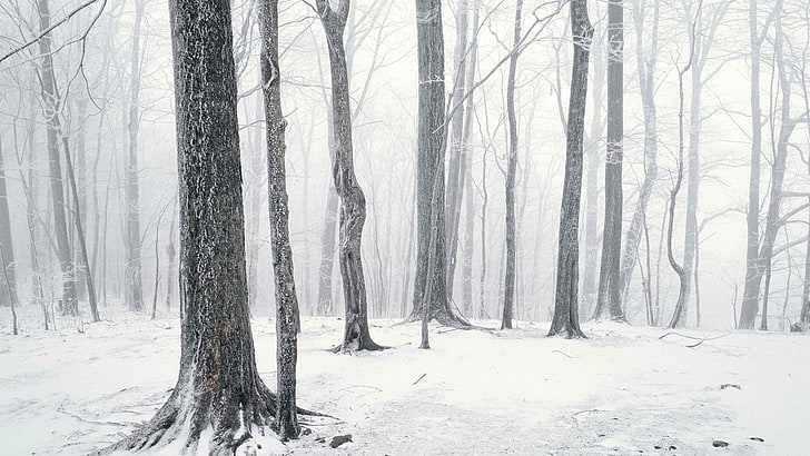 ağaçlar, kış, doğa, orman, kar, HD masaüstü duvar kağıdı