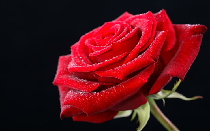 Red Rose Day Rose Happy Valentine's Day Bakgrundsbilder Hd, HD tapet