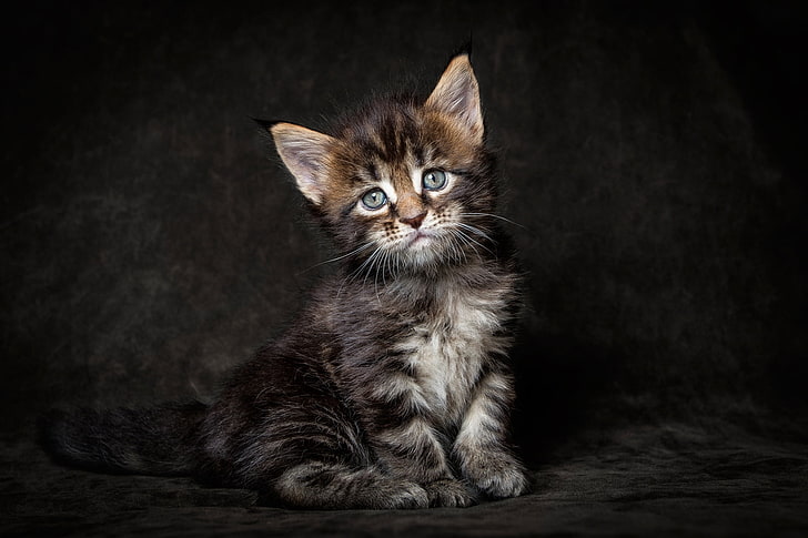 gattino tabby marrone, gatto, guarda, lo sfondo scuro, gattino, Maine Coon, Sfondo HD