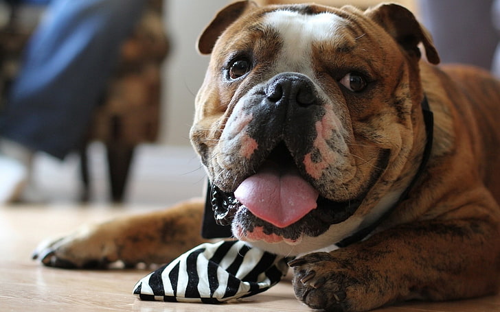 short-coated brown and white bulldog, bulldog, face, tongue, tie, HD wallpaper