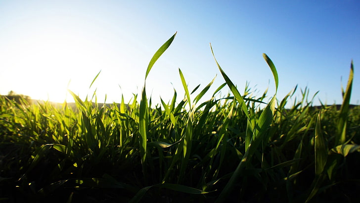 grama verde, grama, turva, profundidade de campo, natureza, paisagem, verde, céu claro, macro, HD papel de parede