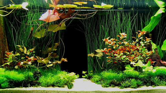 аквариум, HD тапет HD wallpaper