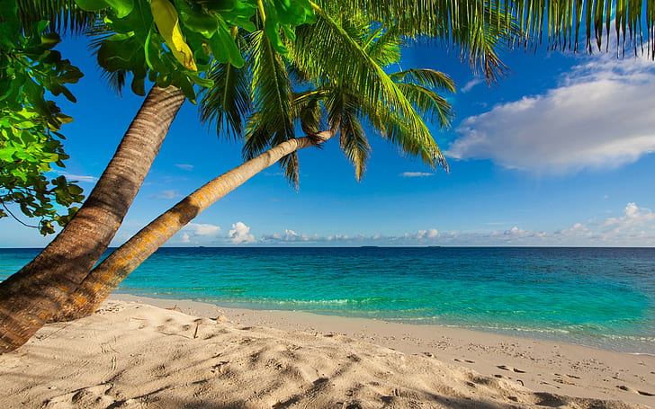 Letnia palma plażowa, zielona palma i niebieski ocean, lato, plaża, morze, brzeg, raj, tropikalny, piasek, palmy, Tapety HD