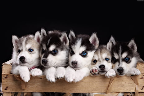 köpek yavrusu, sevimli hayvanlar, 4K, Husky, HD masaüstü duvar kağıdı HD wallpaper