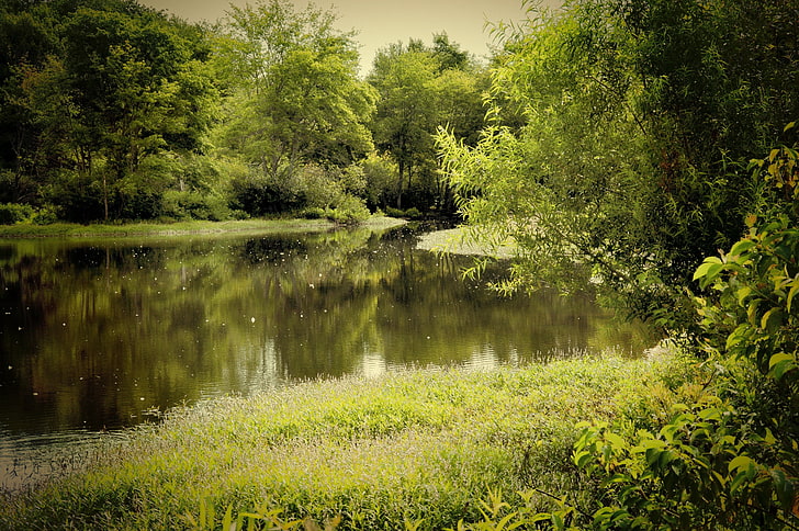 danau antara padang rumput dan pepohonan, alam, hutan, sungai, Wallpaper HD