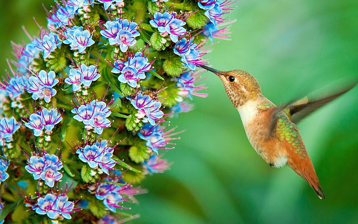 الحياة البرية الطائر الطنان-الربيع الطيور صور للجدران، خلفية HD