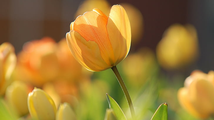 photography of shallow focus yellow tulips, flowers, tulips, yellow, spring, HD, HD wallpaper