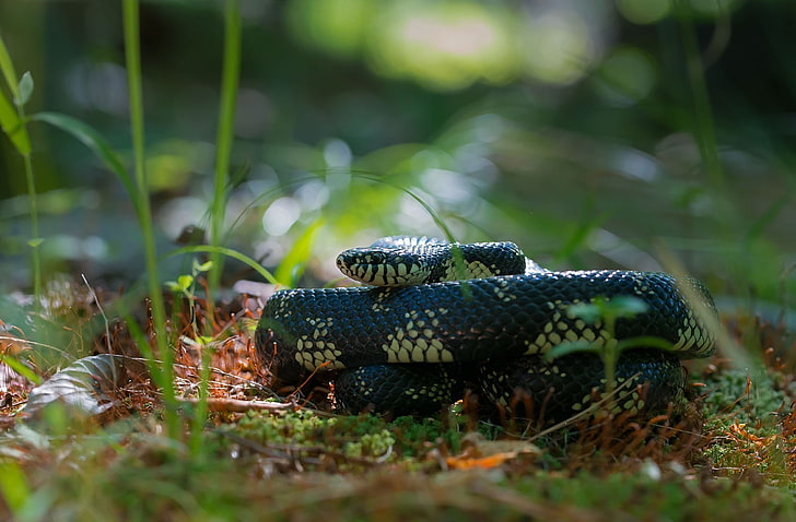 König Fotografie Schlange Kobra Pflanzen Tierwelt Reptilien Bokeh Gras, HD-Hintergrundbild