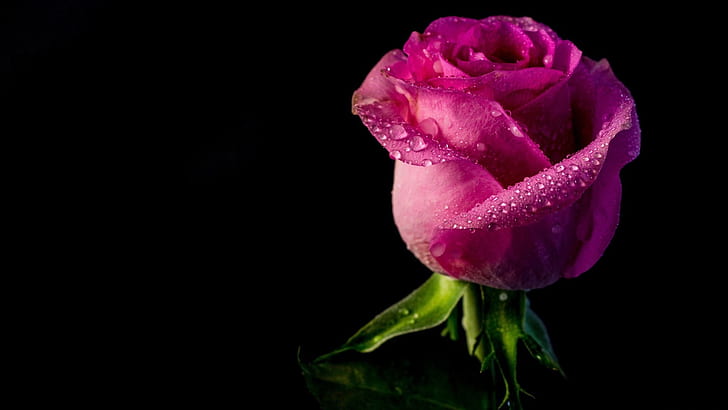 Rosa, gemma, petali, gocce d'acqua, sfondo nero, rosa, gemma, petali, acqua, gocce, nero, sfondo, Sfondo HD