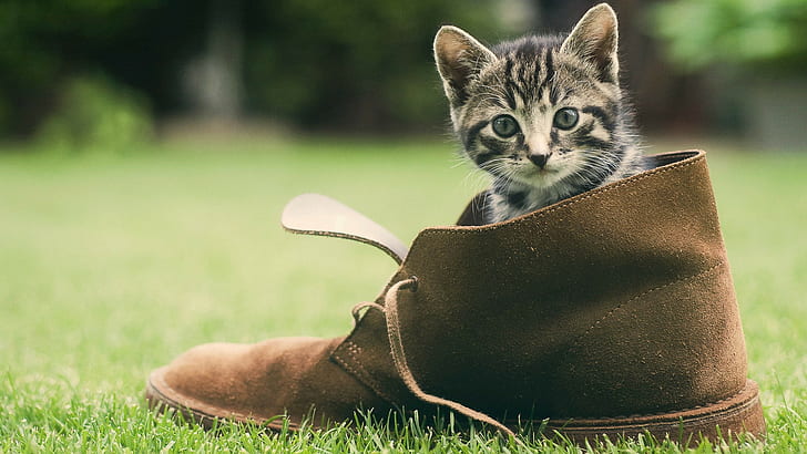 Kitten Shoe Grass Cat HD, unpaired brown boot, animals, cat, grass, kitten, shoe, HD wallpaper