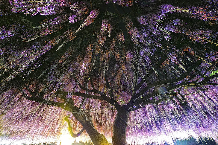 งานศิลปะต้นไม้ใบสีม่วงและสีเขียวการถ่ายภาพธรรมชาติภูมิทัศน์วิสทีเรียต้นไม้ดอกไม้ฤดูใบไม้ผลิแสงแดด, วอลล์เปเปอร์ HD