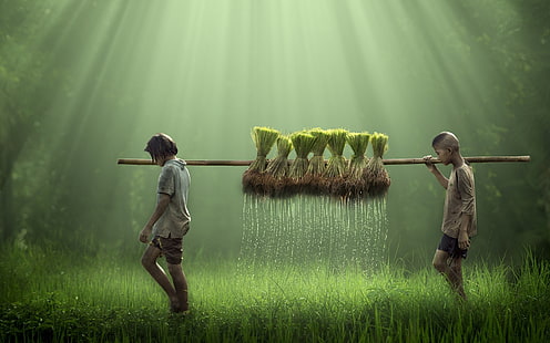 قميص ولد بني ، أطفال ، مزارعون ، مزرعة ، حقل ، أرز ، ماء ، قطرات ماء ، طبيعة، خلفية HD HD wallpaper