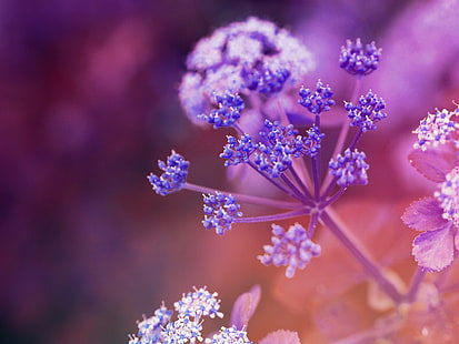 クローズアップ写真、紫、気分、花、クローズアップ写真、ボケ、オリンパス、Epl7、自然、藤色、マクロ、フルール、プランテ、春、植物、クローズアップ、鮮度で紫の花びらの花、 HDデスクトップの壁紙 HD wallpaper