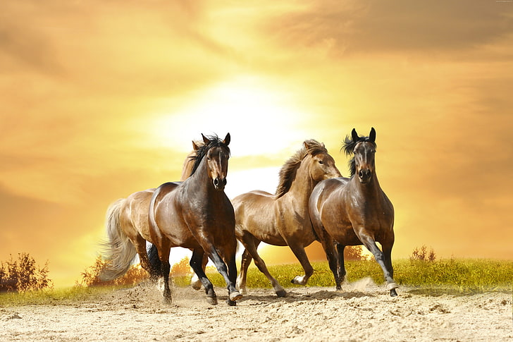 8k, lindos animales, caballos, Fondo de pantalla HD