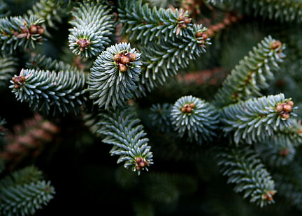 Pine needles, green pine tree leaves, Nature, fir, branch, trees, pine needles, needles, HD wallpaper HD wallpaper