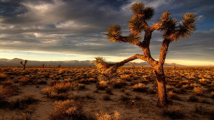 landscapes deserts cactus Nature Deserts HD Art , deserts, Landscapes, cactus, HD wallpaper