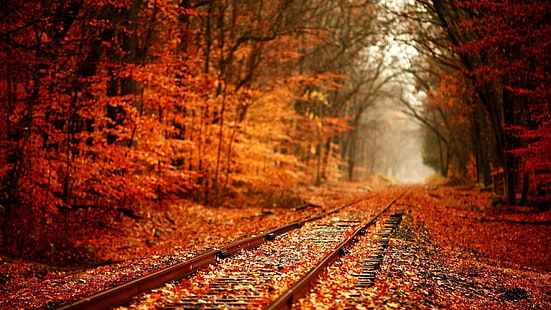 brown train rain, nature, trees, forest, leaves, fall, plants, railway, branch, red, depth of field, HD wallpaper HD wallpaper