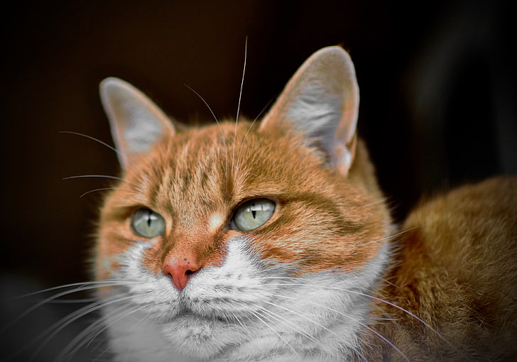 gato, ojos verdes, animales, Fondo de pantalla HD