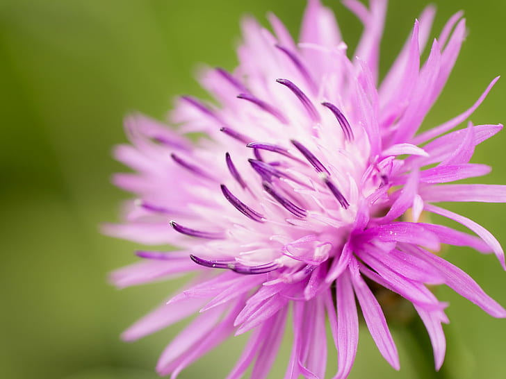 ungu bunga petaled, Ungu, bunga, Blume, alam, Warna pink, tanaman, daun bunga, close-up, Kepala bunga, botani, Wallpaper HD