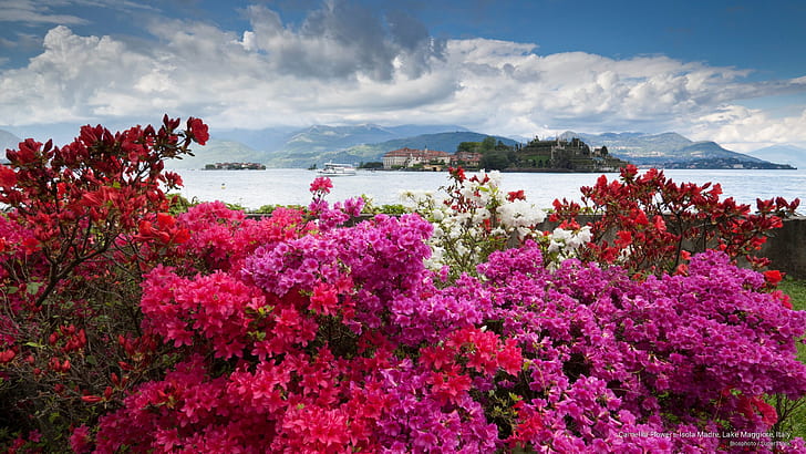 Camellia Flowers, Isola Madre, Lake Maggiore, Italy, Europe, HD wallpaper
