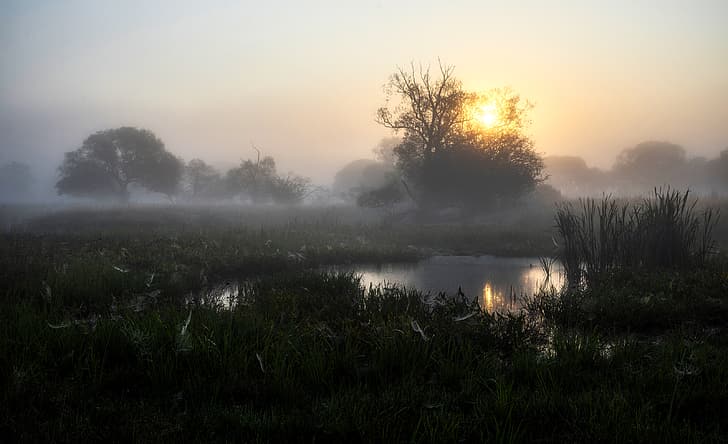mist, sunlight, sunset, trees, pond, water, reed, grass, landscape, HD wallpaper