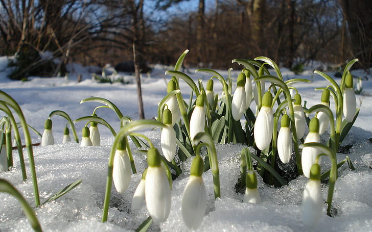 Perce-neige, printemps, fleurs, chaleur, primevères, spiritueux, décongelé, Fond d'écran HD