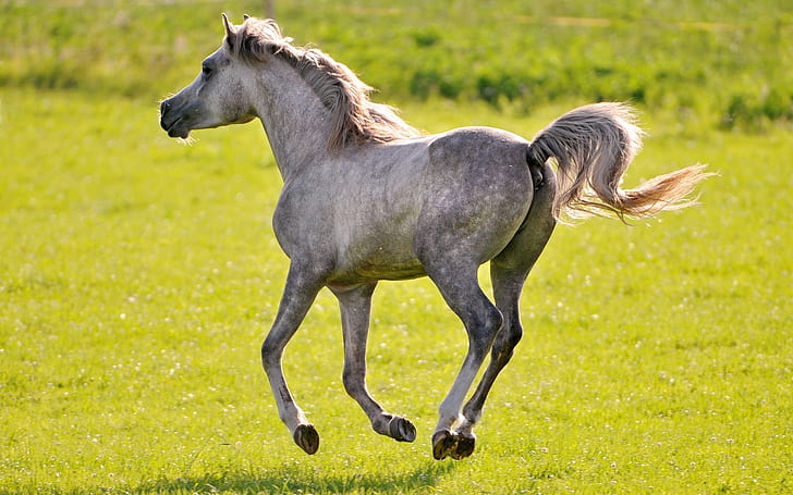 ม้าป่าม้าขาวม้า, วอลล์เปเปอร์ HD