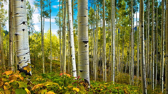 Carta da parati HD del paesaggio della natura degli alberi a foglie decidue della primavera e di Aspens per il desktop 1920 × 1080, Sfondo HD HD wallpaper