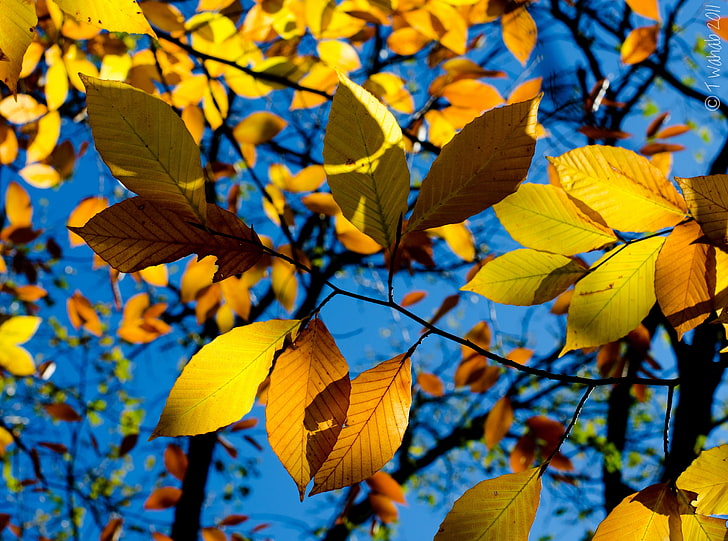 Autumn, Seasons, Autumn, Orange, Green, Tree, Colors, October, Fall, Beech, foliage, 2011, nikon, d7000, mortonarboratum, HD wallpaper
