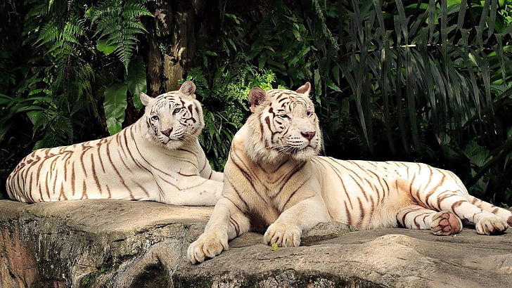 tigre albinos, tigre, albinos, duvet, arbres, prédateurs, Fond d'écran HD