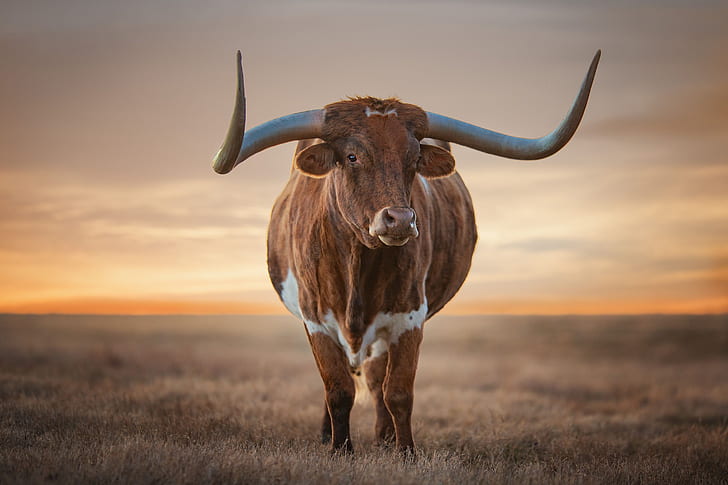 cow, horns, bull, HD wallpaper
