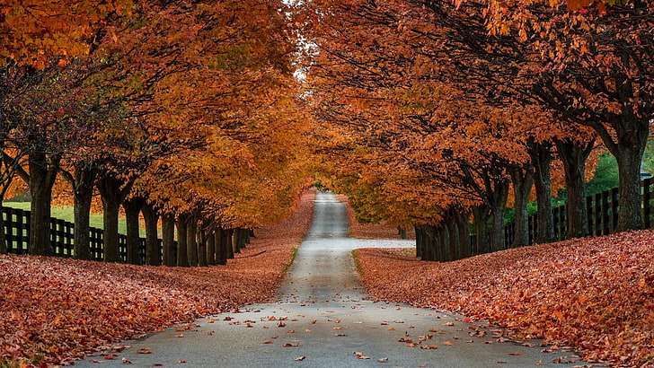 autumn, road, fence, foliage, leaves, tree, nature, tree alley, alley, deciduous, path, landscape, HD wallpaper