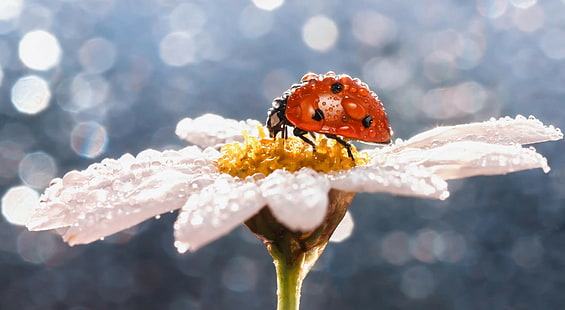 Insect on flower, Macro, insect, ladybug, dew drops, daisy, flower, HD wallpaper HD wallpaper