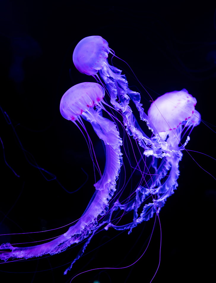 Purple jellyfish HD wallpapers free download | Wallpaperbetter