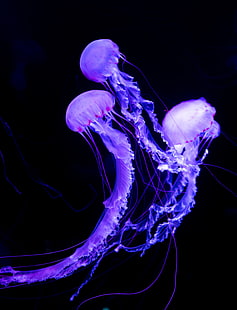 วอลล์เปเปอร์ดิจิตอลแมงกะพรุนสีม่วงสามตัวแมงกะพรุนโลกใต้น้ำนีออนเรืองแสง, วอลล์เปเปอร์ HD HD wallpaper