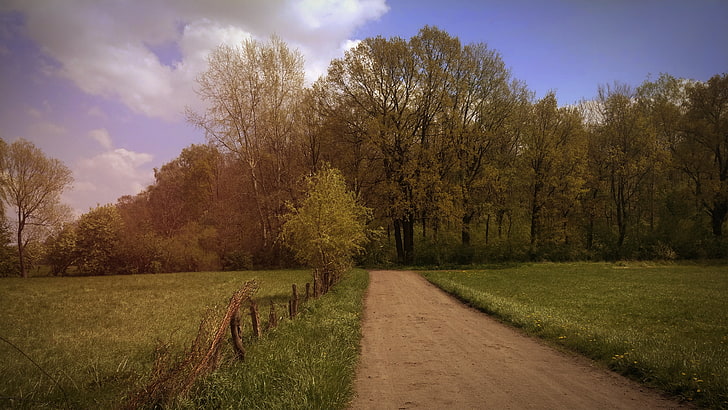 herbe verte, Pologne, printemps, forêt, paysage, chemin de terre, Fond d'écran HD