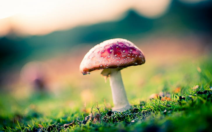 mushroom, nature, grass, blurred, plants, HD wallpaper