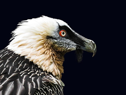 Uccelli, avvoltoio, avvoltoio barbuto, uccello, uccello rapace, ritratto, fauna selvatica, Sfondo HD HD wallpaper