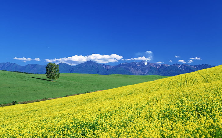 green grass field, nature, trees, mountains, sky, clouds, field, landscape, HD wallpaper