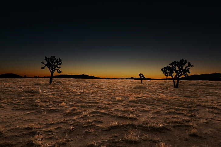 silhouette of trees over dirt ground with dried grass under dark, Long Night, silhouette, dirt, ground, dried, grass, brown, gold, Joshua Trees, Joshua Tree, night  long, United States, old west, USA, California Desert, dry, scary, horror, West World, desolate, America, Antelope Valley California, Lancaster California, Palmdale California, Mojave Desert, flat, trees, night photography, night sky, United States of America, nightfall, lurking, post apocalyptic, dystopian wars, nuclear winter, nuclear holocaust, earth, dread, global warming, planet, hot, night, end of the world, Canon 5D Mark III, Canon EOS 5D Mark III, nightlife, sixth hour, darkness, whole, land, pall, purgatory, death, evening, sunset, twilight, desert, smoky, sky, stag, smog, air  inversion, inversion layer, deep state, nature, tree, beach, landscape, sea, sand, dusk, tropical Climate, sun, scenics, outdoors, sunlight, beauty In Nature, HD wallpaper
