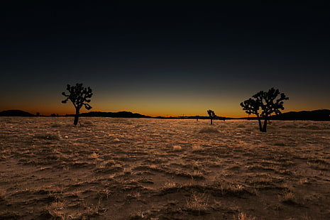 silhouette of trees over dirt ground with dried grass under dark, Long Night, silhouette, dirt, ground, dried, grass, brown, gold, Joshua Trees, Joshua Tree, night  long, United States, old west, USA, California Desert, dry, scary, horror, West World, desolate, America, Antelope Valley California, Lancaster California, Palmdale California, Mojave Desert, flat, trees, night photography, night sky, United States of America, nightfall, lurking, post apocalyptic, dystopian wars, nuclear winter, nuclear holocaust, earth, dread, global warming, planet, hot, night, end of the world, Canon 5D Mark III, Canon EOS 5D Mark III, nightlife, sixth hour, darkness, whole, land, pall, purgatory, death, evening, sunset, twilight, desert, smoky, sky, stag, smog, air  inversion, inversion layer, deep state, nature, tree, beach, landscape, sea, sand, dusk, tropical Climate, sun, scenics, outdoors, sunlight, beauty In Nature, HD wallpaper HD wallpaper