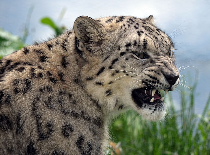 leopardo, nieve, Fondo de pantalla HD