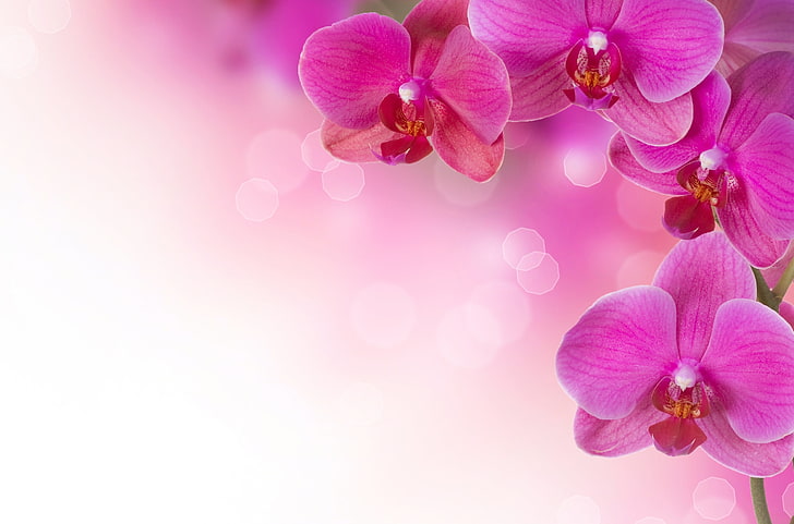 pink moth orchids, flowers, plants, pink, orchids, HD wallpaper