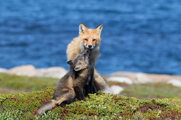 tan fox under dagtid, red fox, red fox, red fox, mamma, valpar, cache, mat, IMG, tan, dagtid, Red Fox, tik, kvinna, kit, petrels, Newfoundland, Cape ls, djur, däggdjur, natur, djurliv, räv, rovdjur, djur i det vilda, utomhus, HD tapet