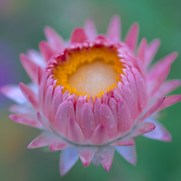 pink petaled flower in closeup shot, DSC, pink, closeup, shot, fleur, Flower, rain, natural  light, Ruby, Awards, Invitation, nature, water Lily, plant, lotus Water Lily, petal, flower Head, botany, pink Color, close-up, leaf, beauty In Nature, summer, pond, blossom, HD wallpaper