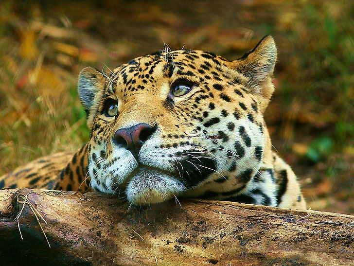 adult leopard, look, Leopard, lies, HD wallpaper