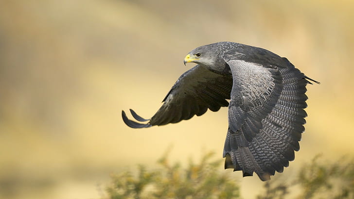 falcons birds flying, HD wallpaper