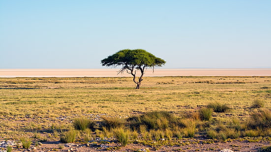 nature, Namibia, trees, landscape, savannah, national park, Africa, sky, HD wallpaper HD wallpaper